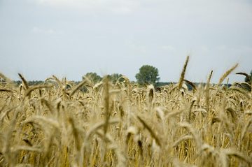 Zdjęcie 2 z albumu Galeria 2 — Jasionka w dniu zjazdu